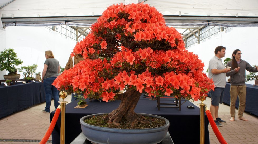 Bonsai van het Westen *toeslag